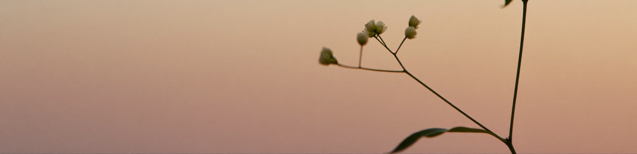 Gypsophila against a soft sunset sky